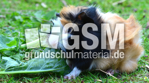 Meerschweinchen (9).jpg